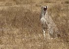 DSC01294  Cheetah