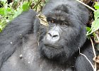 DSC02780  Gorilla (Rwanda)