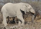 DSC03949  White Elephant (Namibia)