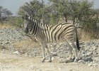DSC03977  Zebra (Namibia)